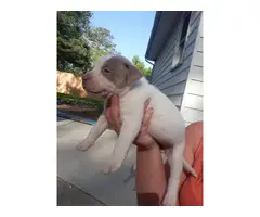 7 drop dead gorgeous American Bully puppies - 2