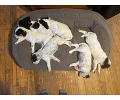 Purebred English Setter puppies for sale
