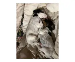 Purebred English Setter puppies for sale - 3