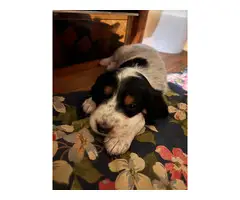 Purebred English Setter puppies for sale - 6