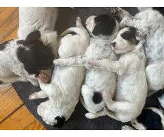 Purebred English Setter puppies for sale - 7