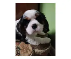 Purebred Male Cavelier King Charles Spaniel puppies for sale - 2
