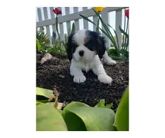 Purebred Male Cavelier King Charles Spaniel puppies for sale - 3