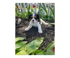 Purebred Male Cavelier King Charles Spaniel puppies for sale - 4
