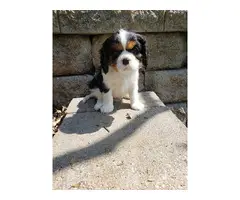Purebred Male Cavelier King Charles Spaniel puppies for sale - 6