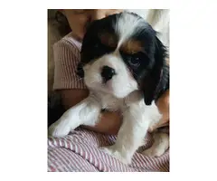 Purebred Male Cavelier King Charles Spaniel puppies for sale - 7