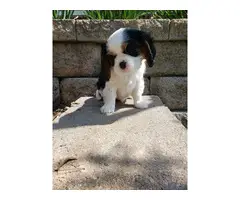 Purebred Male Cavelier King Charles Spaniel puppies for sale - 8