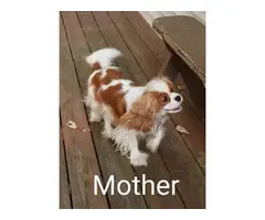 Purebred Male Cavelier King Charles Spaniel puppies for sale - 10