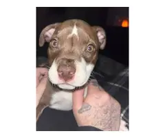 4 month old red-nosed pitbull puppy for sale