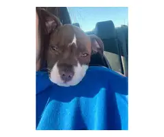 4 month old red-nosed pitbull puppy for sale - 2
