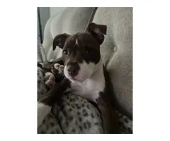 4 month old red-nosed pitbull puppy for sale - 3