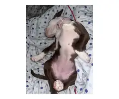 4 month old red-nosed pitbull puppy for sale - 4