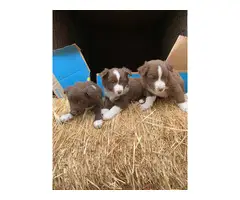 Australian Shepherd/Border Collie mix puppies