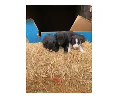 Australian Shepherd/Border Collie mix puppies - 2