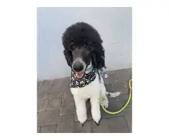 Female AKC Standard Parti Poodle for sale