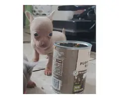 Cute 9 weeks old Chihuahua puppy