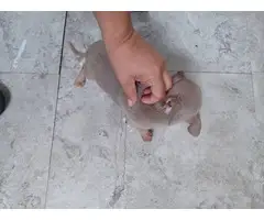 Cute 9 weeks old Chihuahua puppy - 2