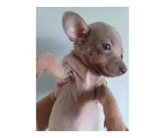 Cute 9 weeks old Chihuahua puppy - 4
