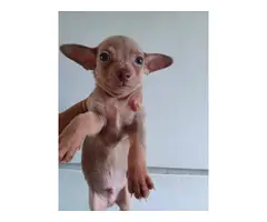 Cute 9 weeks old Chihuahua puppy - 5