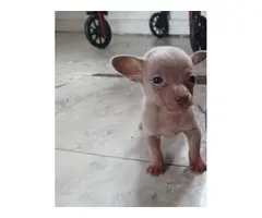 Cute 9 weeks old Chihuahua puppy - 6