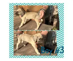 Black Mouth Cur puppies available - 2