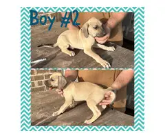 Black Mouth Cur puppies available - 3