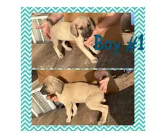Black Mouth Cur puppies available - 4
