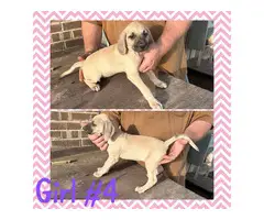 Black Mouth Cur puppies available - 5