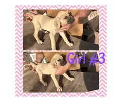 Black Mouth Cur puppies available - 6