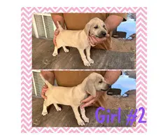 Black Mouth Cur puppies available - 7