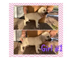 Black Mouth Cur puppies available - 8