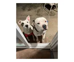 American Pitbull/bulldog mixed puppies