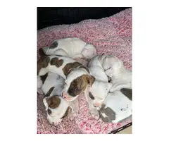 American Pitbull/bulldog mixed puppies - 2