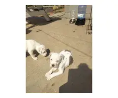 American Pitbull/bulldog mixed puppies - 8