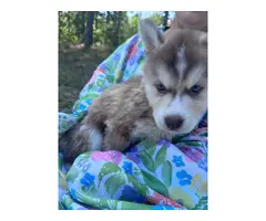 8 Siberian Husky puppies for sale - 10