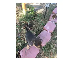 8 weeks old Chiweenies for good home - 2