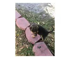 8 weeks old Chiweenies for good home - 3
