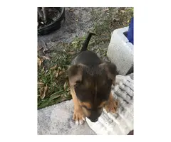 8 weeks old Chiweenies for good home - 6