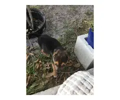 8 weeks old Chiweenies for good home - 7