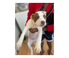 2 American pitbull puppies for adoption - 4