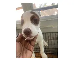 2 American pitbull puppies for adoption - 6