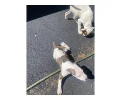 2 American pitbull puppies for adoption - 7