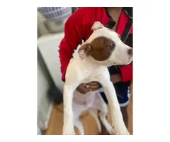 2 American pitbull puppies for adoption - 8