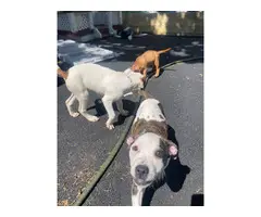 2 American pitbull puppies for adoption - 9