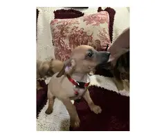 Corgi/Chihuahua puppies for sale