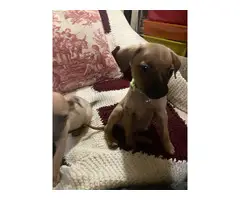 Corgi/Chihuahua puppies for sale - 2