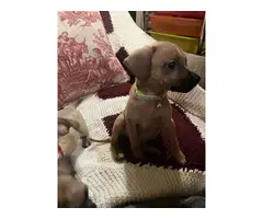Corgi/Chihuahua puppies for sale - 3