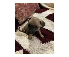 Corgi/Chihuahua puppies for sale - 4