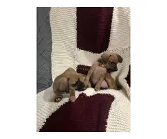 Corgi/Chihuahua puppies for sale - 6