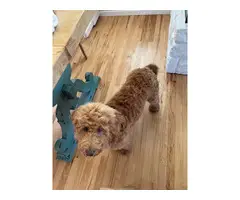 Goldendoodle needs a home
